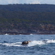 Illustration for article titled Crazy Photo Shows a Seal Using a Whale as a Surfboard